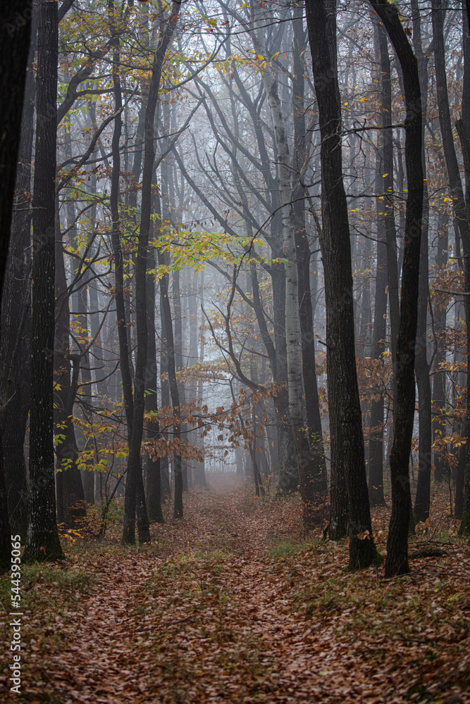 misty autumn forest in the morning