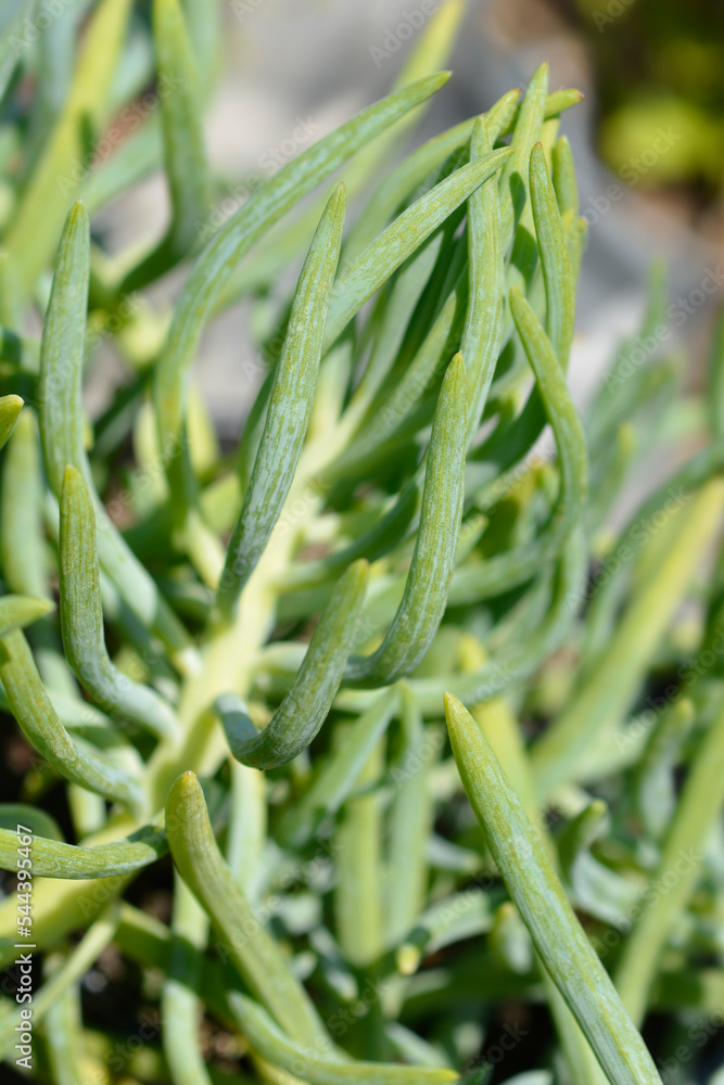 Kilimanjaro succulent
