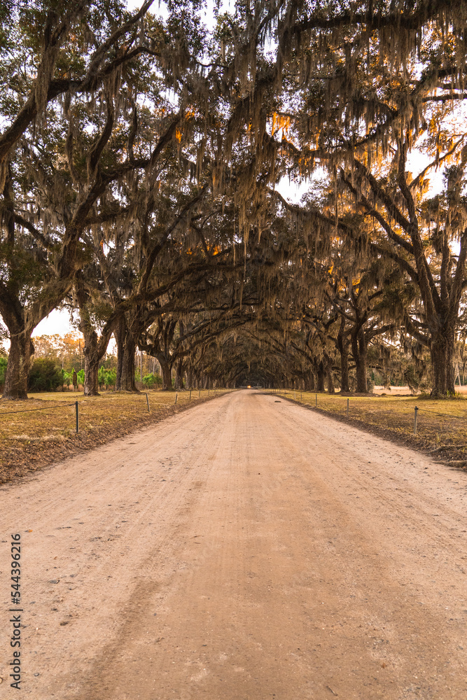 Fototapeta premium Beautiful place in savannah, georgia called wormsloe.