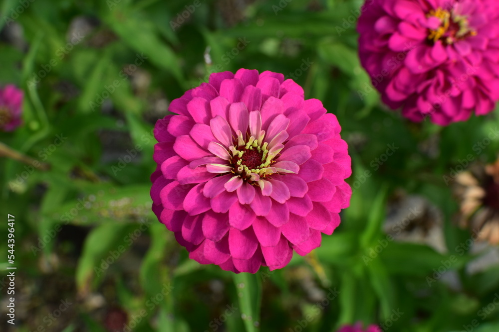 Obraz premium pink flower