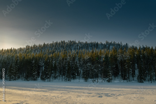 Wallpaper Mural sunrise in the forest Torontodigital.ca