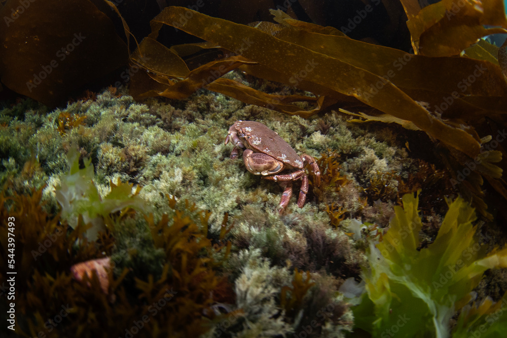 Cancer pagurus on the bottom. Crabs on the scotland coast. Nature in Europe. Marine life in the Baltic sea. Cancer pagurus on the bottom. Crabs on the scotland coast. Nature in Europe. Marine life in the Baltic sea.