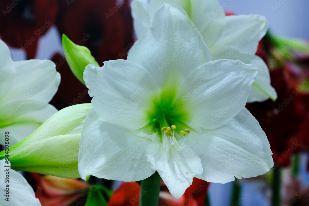 Obraz premium Beautiful flowers blooming in garden, Delicate dreamy image of beauty of nature, Selective Focus.