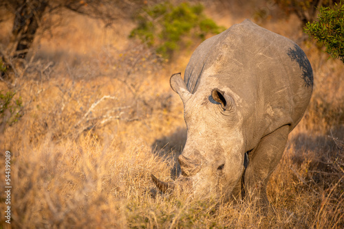 A male white rhinoceros  Ceratotherium simum  in the early morning light  Timbavati Game Reserve  South Africa.