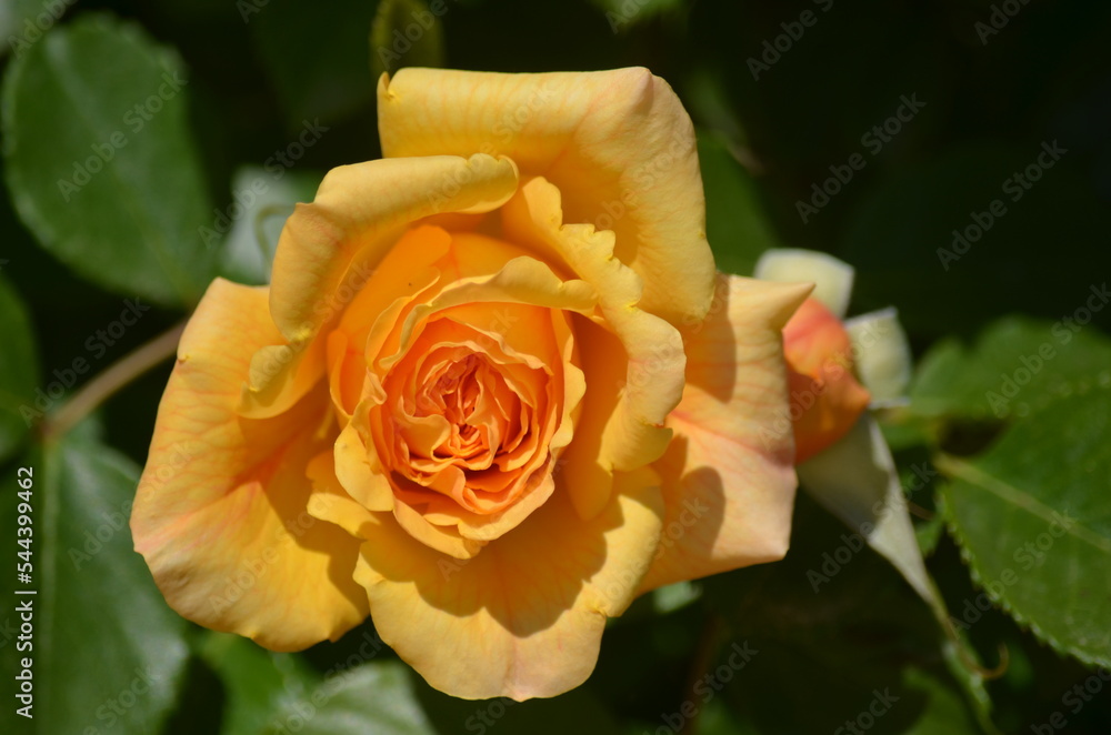 Rose jaune de face Rose jaune de face