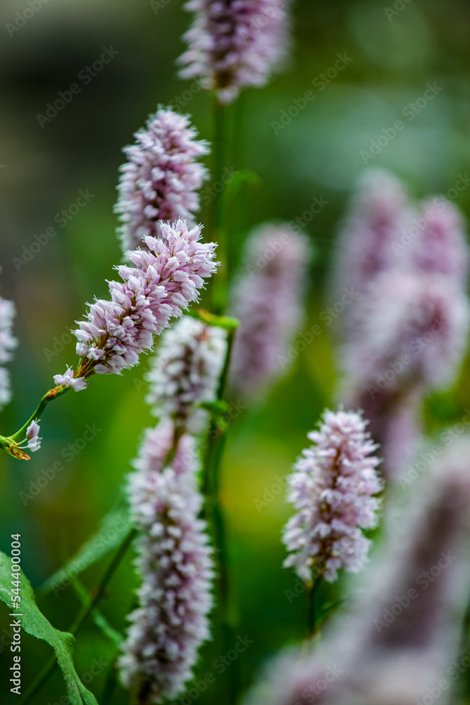 Meadow bistort (Bistorta officinalis) in the field Meadow bistort (Bistorta officinalis) in the field