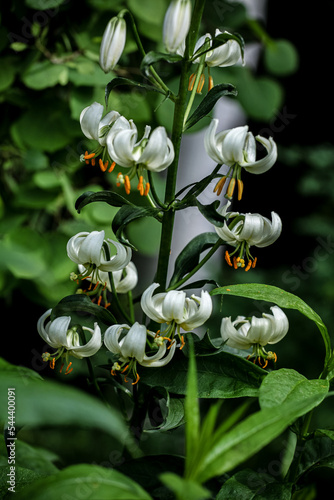 Mantagon lily (Lilium marta...