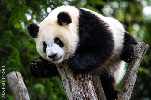 A giant panda bear climbing a tree with funny and lovely gesture © Marcos