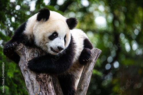 Fotografia, Obraz A giant panda bear climbing a tree