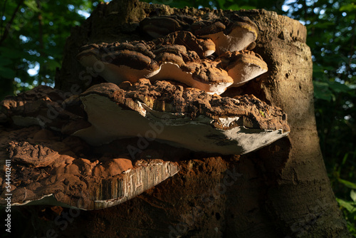 Conks of artists bracket or shelf polypore fungus growing on an old tree trunk, between moss and dead leaves
