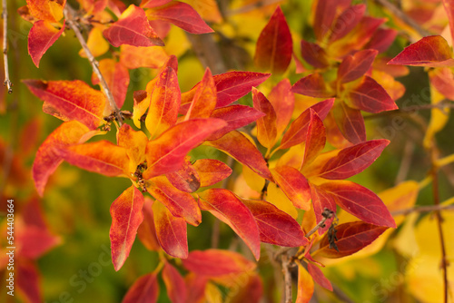 Yellow-red autumn leaves background