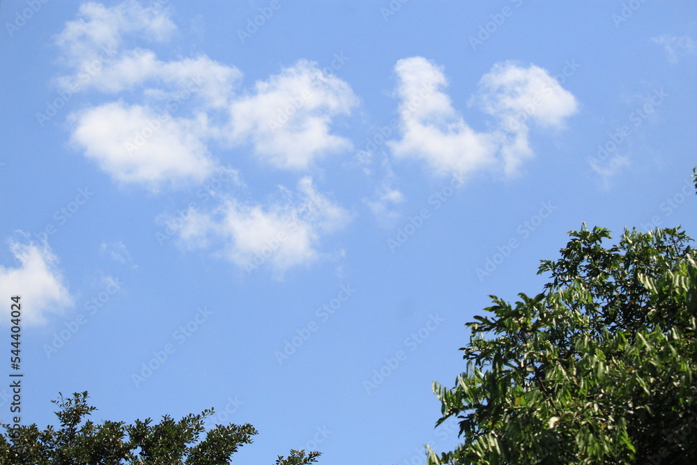 Tropical forest trees with a blue sky background Tropical forest trees with a blue sky background