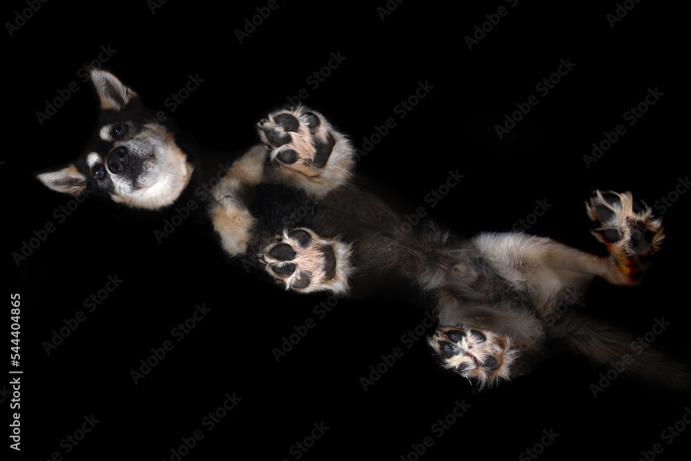 Obraz premium Mix dog