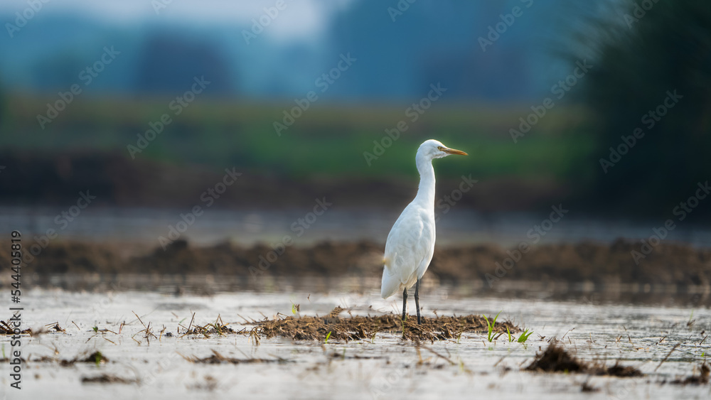 Obraz premium great blue heron
