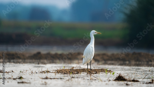 great blue heron