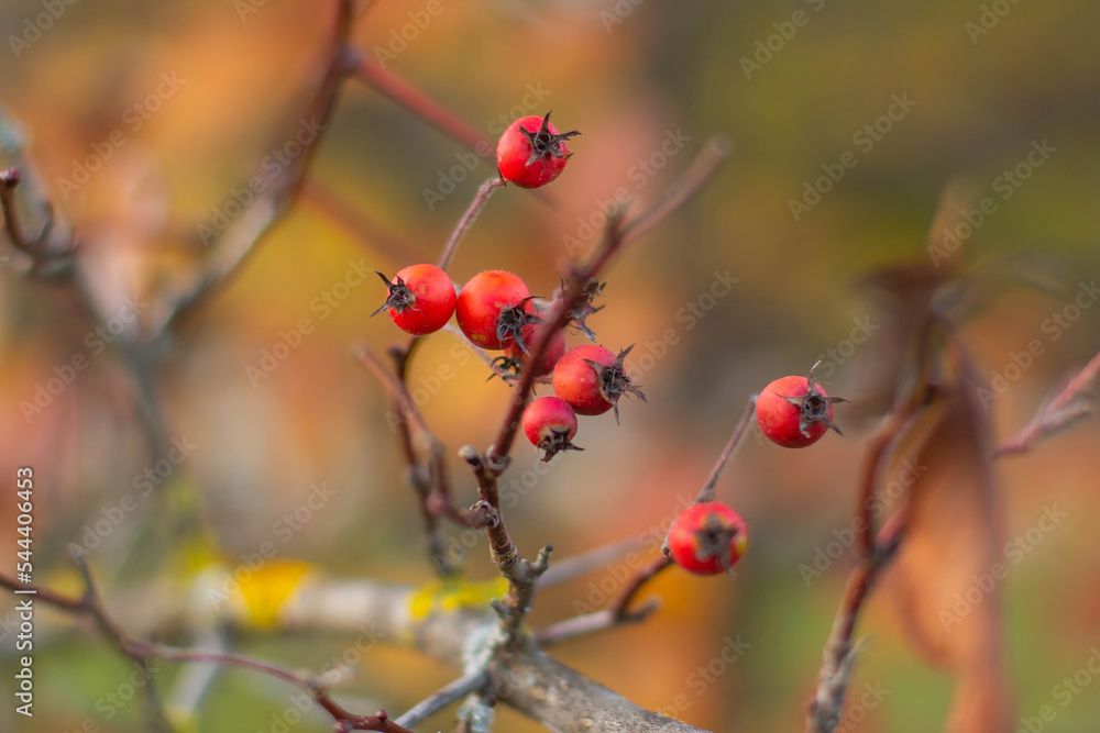 Bare branches of grapes with ripe red berries
