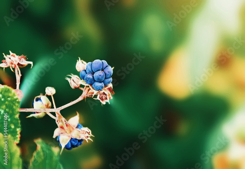 Delicious blackberries on a green branch in the forrest. Selective focus