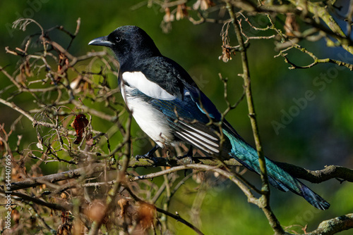 Magpie photographed with a telephoto lens. © J.M.C. Foto