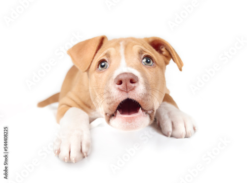 Isolated puppy barking or questioning body posture. Front view of cute puppy dog lying with mouth open while looking at camera. 9 weeks old  female Boxer Pitbull mix breed. Selective focus.