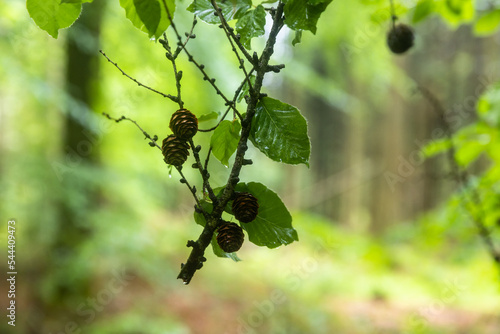 Atmosphere of Rold Skov Forest