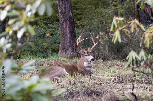 A large black-tailed buck lying down in a wooded area in Eugene, Oregon. photo