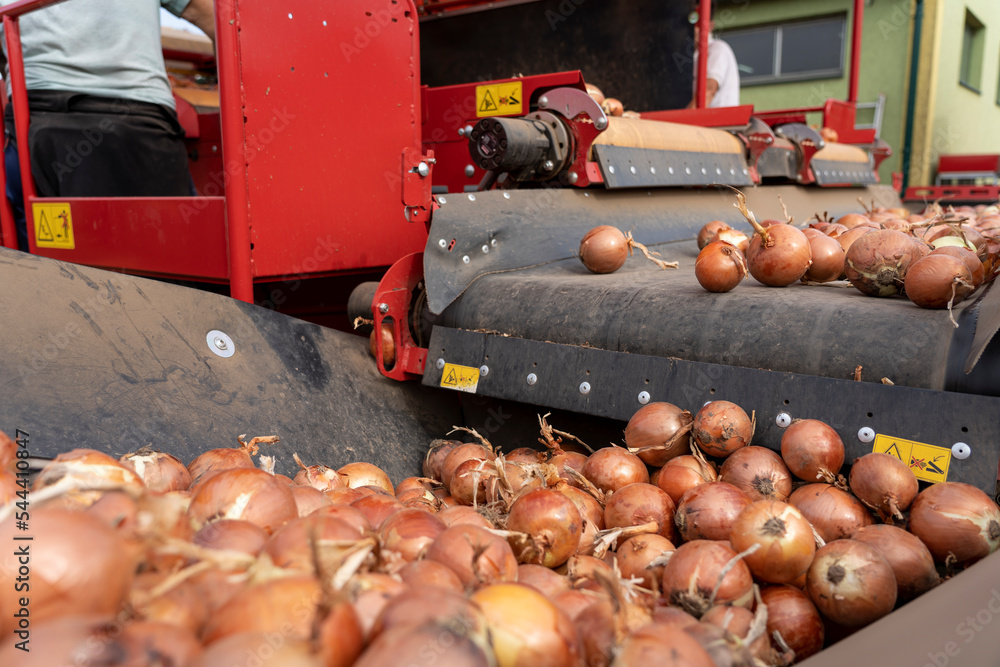 Onion Sorting and Grading Machine in Action. Onion Harvest Campaign