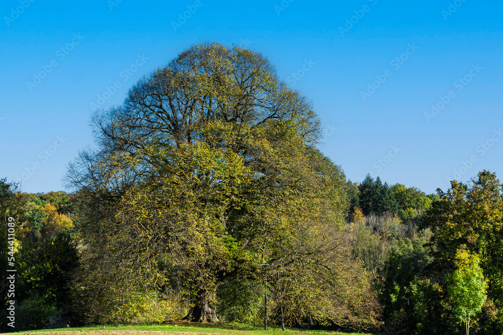 Obraz premium Annalinde im Herbst