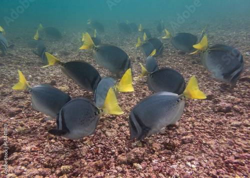 group of Yellowtail Doctorfish grazing on algae from rocks, Puerto Egas, Santiago Island, Galapagos photo