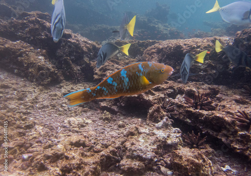 underwater life, Puerto Egas, Santiago Island, Galapagos photo
