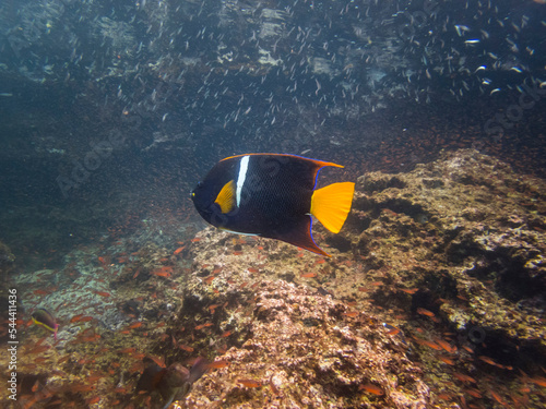 Angelfish, Puerto Egas, Santiago Island, Galapagos photo