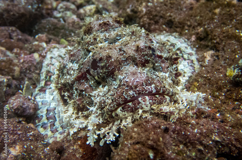 Stone Scorpionfish (Scorpaena plumieri mystes) sits camouflaged on the rocky reef, also known as the Pacific Spotted Scorpionfish