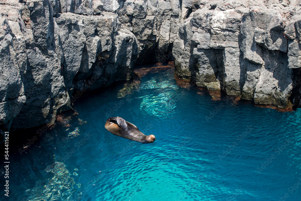 Fototapeta premium seal relaxing in the tidal pools of Santiago, Galapagos
