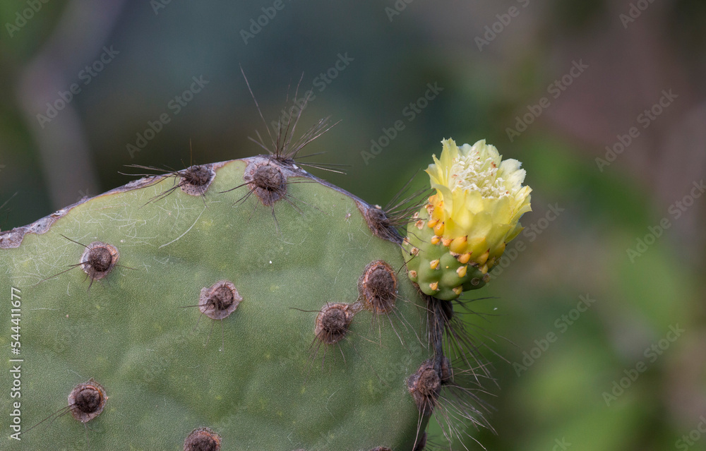 flower of prickly pear cactus, Rabida Island, Galapagos flower of prickly pear cactus, Rabida Island, Galapagos