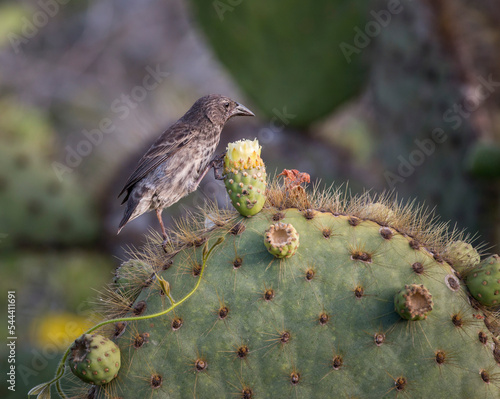 Cuadro en lienzo cactus finch feeds on prickly pear cactus, Rabida Island, Galapagos