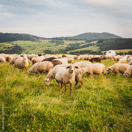 Herd of sheep on beautiful mountain meadow. 