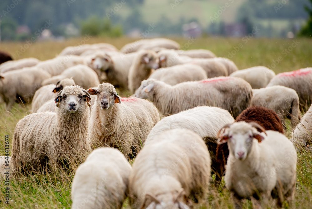 Herd of sheep on beautiful mountain meadow. Herd of sheep on beautiful mountain meadow.