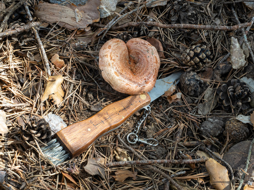 basket of mushrooms with 