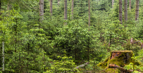 Denmark, summer 2022. Rold Skov Forest