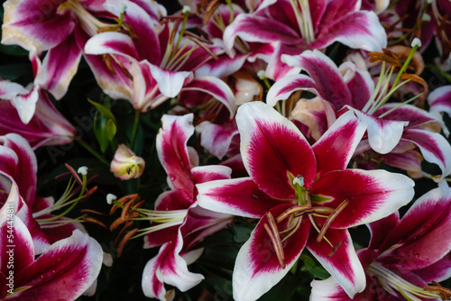 Lily 'Flashpoint' in the garden after the rain. Burgundy flowers with white-edged.