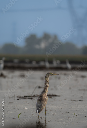 great blue heron