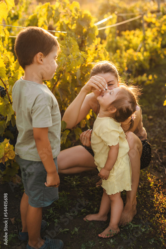 Mother and her children tasting grapes in grapevine rows. Autumn nature. Nature summer. Grape farming. Summer vacation fun. Mother nature. Happy family.