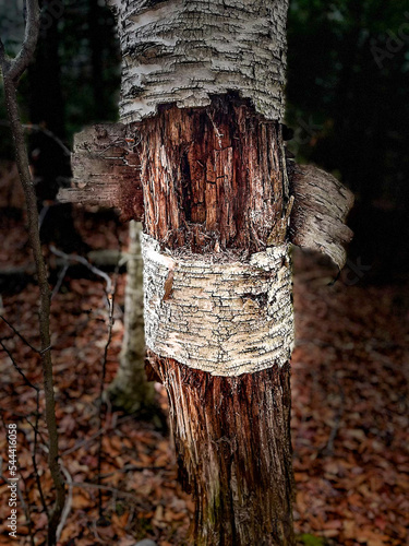 tree trunk with a log