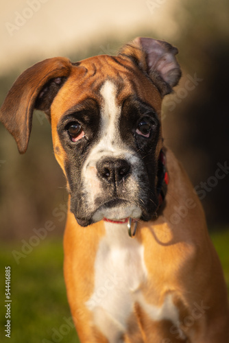 Beautiful Boxer Dog sitting in colorful autumn grass.