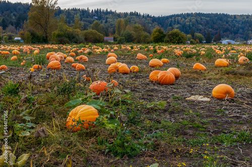 Harvested pumpkins in a field in Kent, Washington. photo