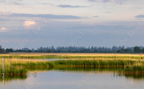Fotografie, Obraz landscape of Lille Vildmose nature reserve