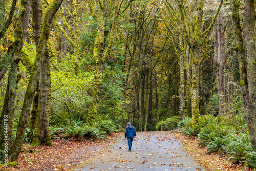 Scenic Autumn Landscape with an unrecognizable person walking on the road in Point Defiance park, Tacoma, Washington photo
