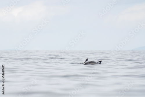Common dolphins near the Scotland coast. Dolphins on the scotland coast. Nature in Europe. Marine life in the Baltic sea.