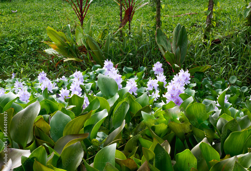 Obraz premium Violet blooming lilies