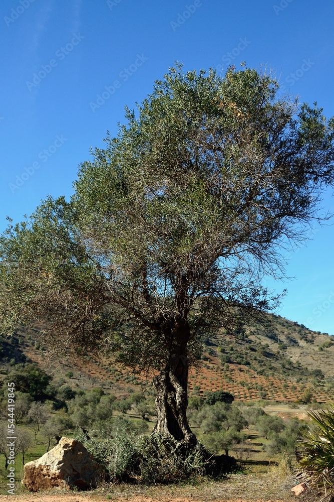 Cultivo de olivos cerca de la carretera de Almogía, Málaga, Andalucía, España. Cultivo de olivos cerca de la carretera de Almogía, Málaga, Andalucía, España.