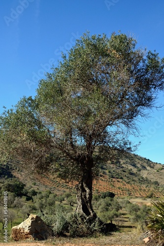 Cultivo de olivos cerca de la carretera de Almogía, Málaga, Andalucía, España.